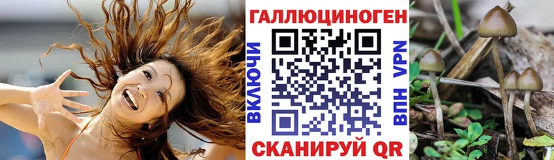Псилоцибиновые грибы MAGIC MUSHROOMS  где купить наркоту  Калининград 