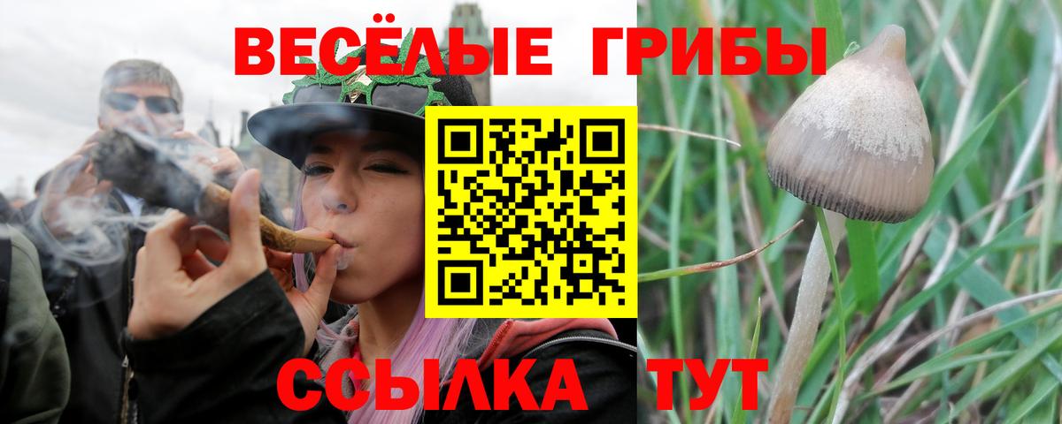 Калининград  Псилоцибиновые грибы Psilocybe  Вход с VPN 